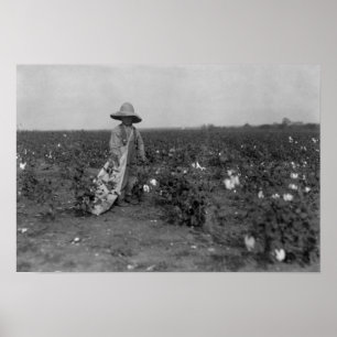 Jy Picking Cotton Fotograph West, Texas Poster