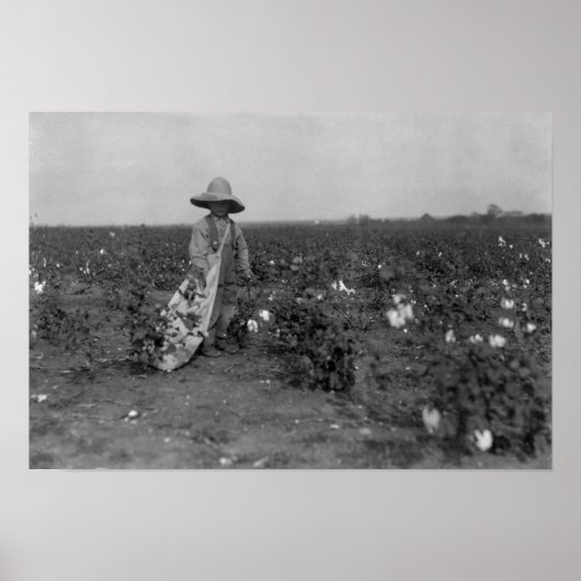 Jy Picking Cotton Fotograph West, Texas Poster (Vorne)
