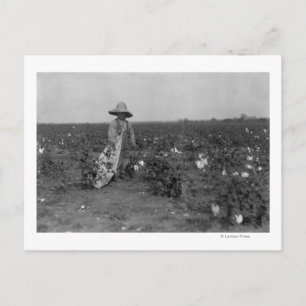 Jy Picking Cotton Fotograph West, Texas Postkarte
