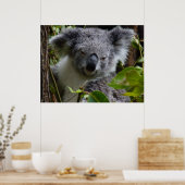 k für Koala Poster (Küche)