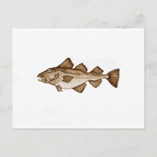 Kabeljau 1 braun286.jpg postkarte (Vorderseite)