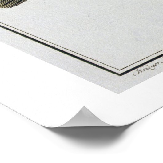 Kabeljau (Gadus Morhua), Platte LXIV aus "Ichthyol Poster (Ecke)