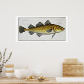 Kabeljau (Gadus Morhua), Platte LXIV aus "Ichthyol Poster (Küche)
