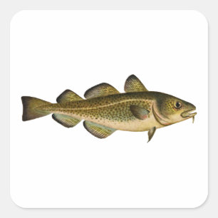 Kabeljau Quadratischer Aufkleber