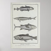 Kabeljau, Thunfisch, Lachs und Sturgeon Poster (Vorne)