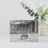 Kabine und Donkey in B&W Postkarte (Stehend Vorderseite)