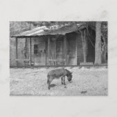 Kabine und Donkey in B&W Postkarte (Vorderseite)