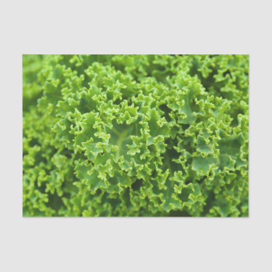 Kabinenmuster Seidenpapier (Vorderseite)