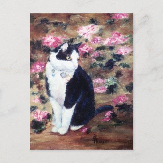 Kaboodles Cat Postcard Postkarte (Vorderseite)