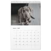 Kackend Hundekalender 2023 Kalender (Mär 2027)