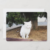 Kackend Katzen-Wohnungskarte Feiertagskarte (Vorderseite)