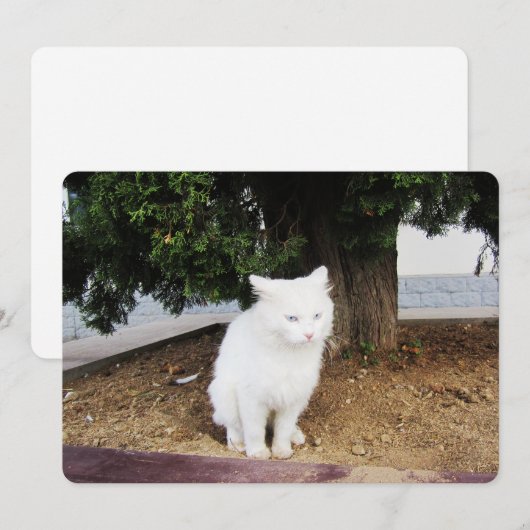 Kackend Katzen-Wohnungskarte Feiertagskarte (Vorne/Hinten)