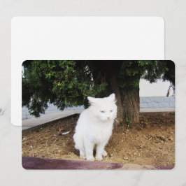 Kackend Katzen-Wohnungskarte Feiertagskarte