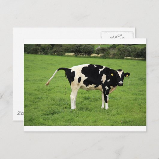 Kackende Kuh Postkarte (Vorne/Hinten)