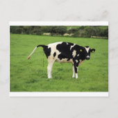 Kackende Kuh Postkarte (Vorderseite)