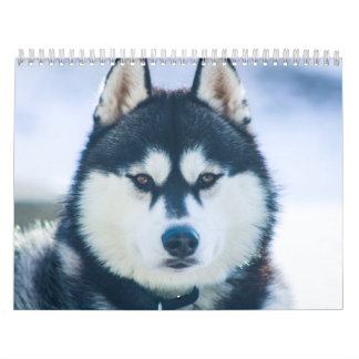 Kaeru Der Husky-Kalender Kalender