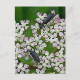 Käfer auf Angelica Blüten, Insel Unalaska Postkarte