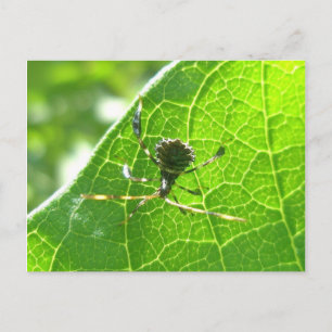 Käfer auf der Milkweed-Postkarte Postkarte