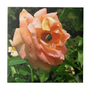 Käfer auf einer Rose Fliese