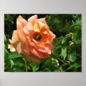 Käfer auf einer Rose Poster (Vorne)