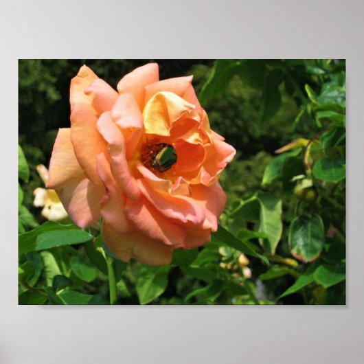 Käfer auf einer Rose Poster (Vorne)