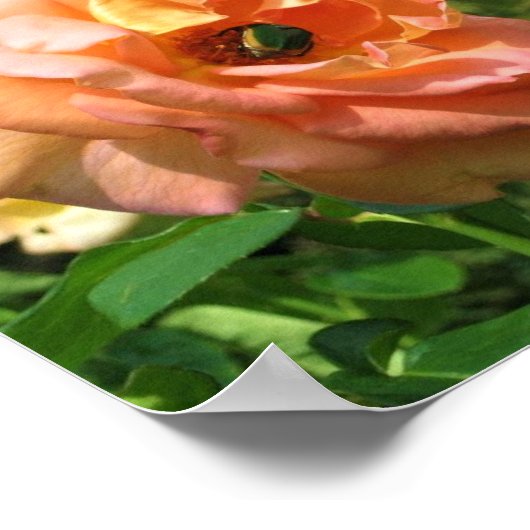 Käfer auf einer Rose Poster (Ecke)