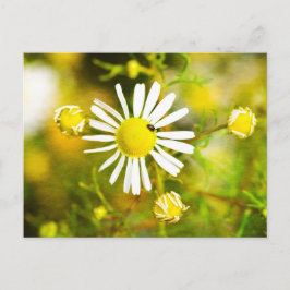 Käfer auf gelb - weiße Blüte Postkarte