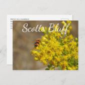 Käfer auf Goldenrod, Scotts Bluff, Gering, NE Postkarte (Vorne/Hinten)