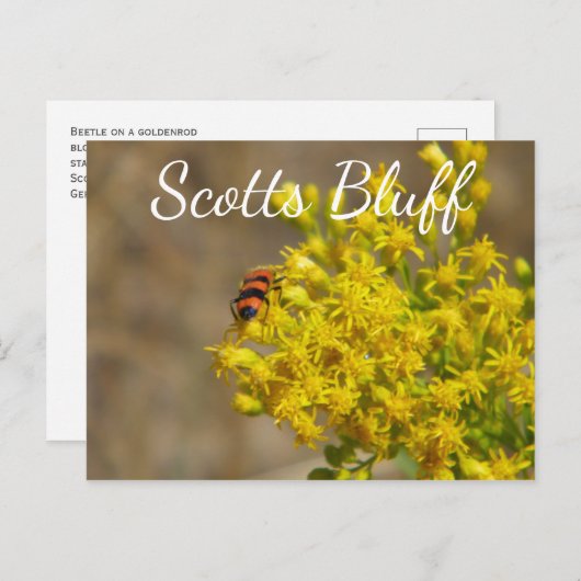 Käfer auf Goldenrod, Scotts Bluff, Gering, NE Postkarte (Vorne/Hinten)