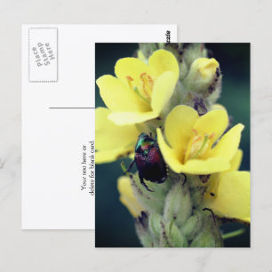 Käfer auf Königskerzenblüten-Fotografie Postkarte