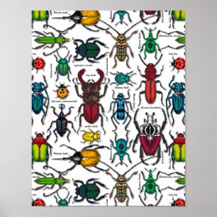 Käfer auf weiß poster
