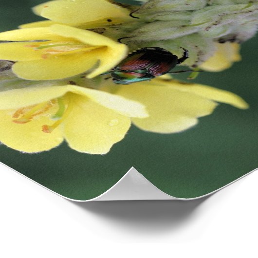 Käfer auf Wild-Mullein-Blume Abstrakt Poster (Ecke)