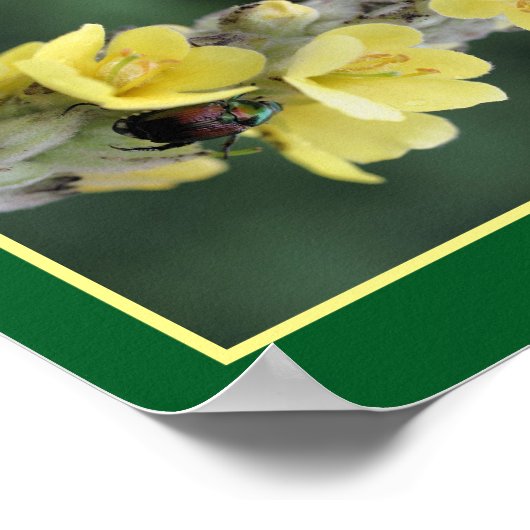 Käfer auf Wild-Mullein-Blume Abstrakt Poster (Ecke)
