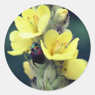Käfer auf Wild-Mullein-Blume Runder Aufkleber