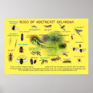 Käfer des nordöstlichen Oklahoma-Posters 19 p Poster