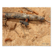 Käfer Fotodruck (Vorne)