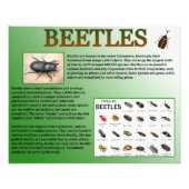 Käfer Fotodruck (Vorne)