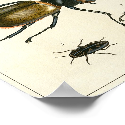 Käfer-Illustration Poster (Ecke)