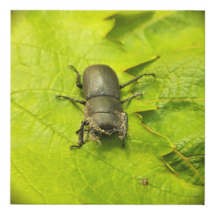 Käfer , Käfer , Bug Künstlicher Leinwanddruck