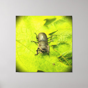 Käfer , Käfer , Bug Leinwanddruck