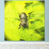 Käfer , Käfer , Bug Leinwanddruck (Insitu (Holzboden))