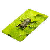 Käfer , Käfer , Bug Magnet (Linke Seite)