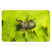 Käfer , Käfer , Bug Magnet (Horizontal)