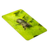 Käfer , Käfer , Bug Magnet (Rechte Seite)