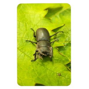 Käfer , Käfer , Bug Magnet