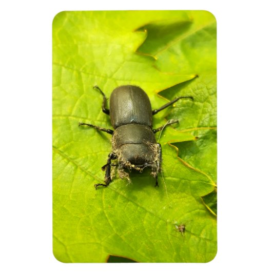 Käfer , Käfer , Bug Magnet (Vertikal)