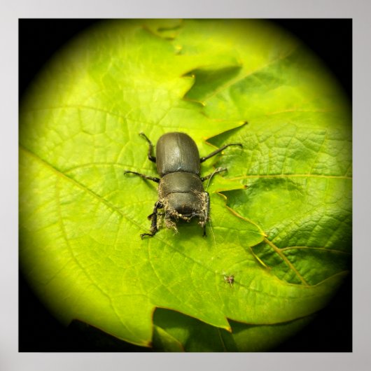 Käfer , Käfer , Bug Poster (Vorne)
