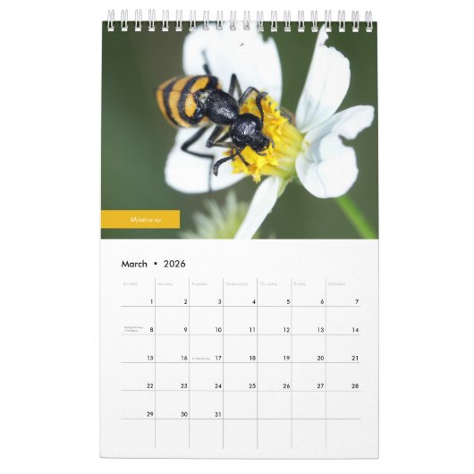 Käfer Kalender (Mär 2026)