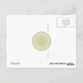 Käfer Larva Postcard. Postkarte (Rückseite)