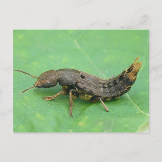 Käfer Larva Postcard. Postkarte (Vorderseite)